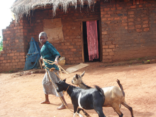 Förderung der Ziegenzucht in Uganda.