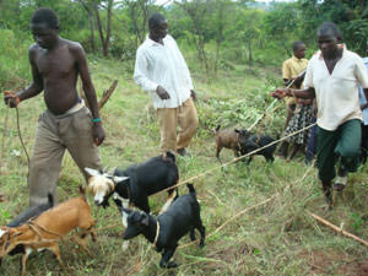 Abgabe von Ziegen: Hilfe fuer die Angia Jugendgruppe, Uganda