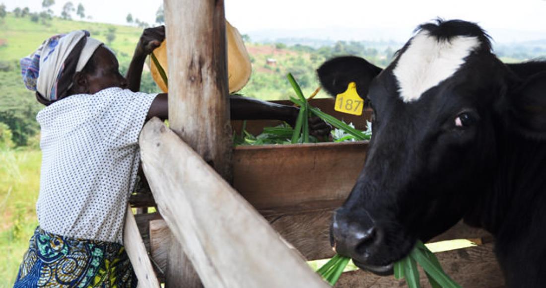 EinkommensfÃ¶rderung, ArmutsbekÃ¤mpfung: Kuhhaltung einer Frauengruppe in Zombo, Uganda