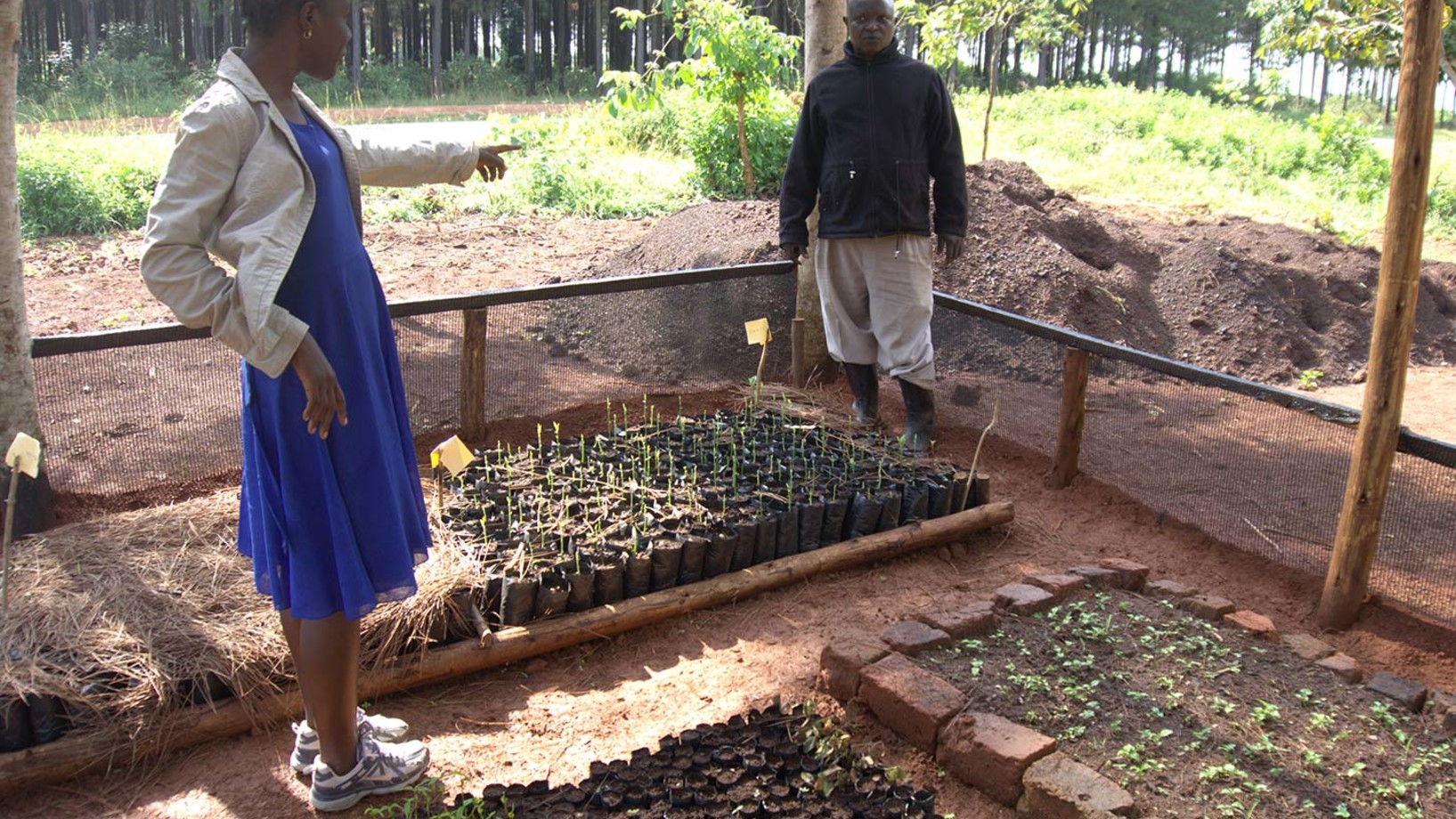 Umweltbildung Baumschule Uganda