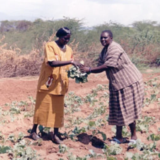 Familienhilfe / Mikrokredite: Landwirtschaftsprojekt in Kenia